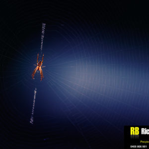 Adobe Lightroom for Beginners Blue Mountains