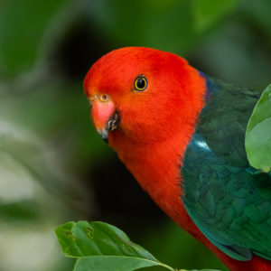 Wildlife Photography Course Blue Mountains