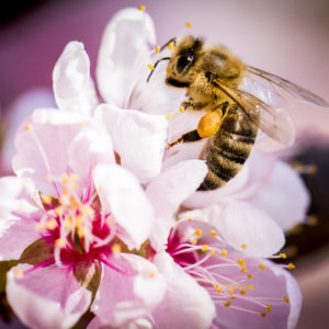Macro Photography Course Blue Mountains